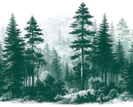 Vintage engraving of a dense pine forest with mist and fog