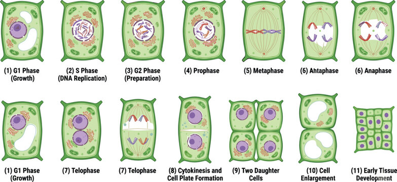 Plant cell division mitosis cell cycle and tissue development stages set featuring interphase prophase metaphase anaphase telophase and cytokinesis vector illustration