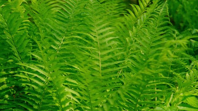 Lush green ferns sway gently in soft light. Vibrant foliage fills frame with natural texture. Scene evokes calm, fresh forest atmosphere. Ideal for nature backgrounds, wellness content
