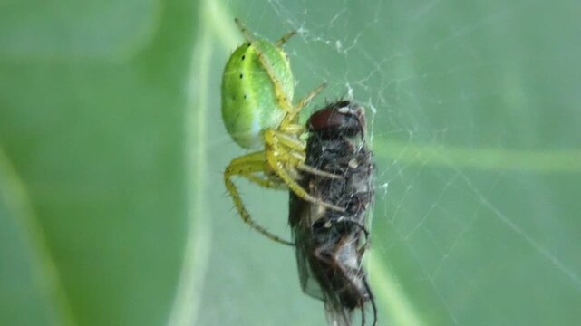 Green spider consuming captured fly wrapped in silk, macro shot, soft light. Intricacy and tiny world.