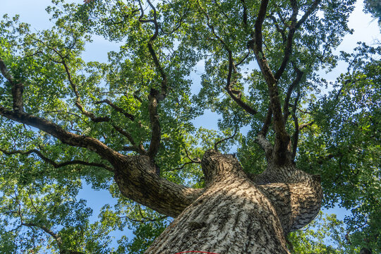 Looking up, the thick trunk and branching limbs of a large camphor tree extend upward with dense green leaves and a glimpse of blue sky.