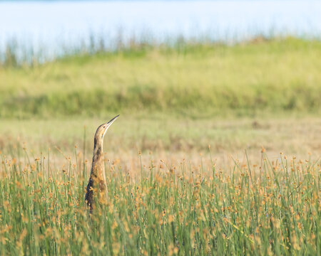 An American Bittern at home in a wetland.