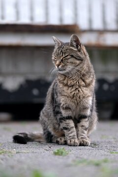 Portrait of cute tabby cat is sitting relaxed outside with eyes closed.. Vertical image with selective focus.	