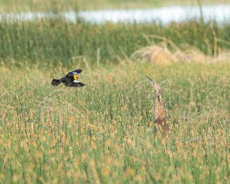 A Yellow-headed surprises and American Bittern in a wetland.