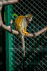 Active monkey climbing ropes inside modern zoo enclosure, animal enrichment © doodwer