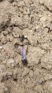 Ants preying on and devouring a stable fly (Stomoxys calcitrans).