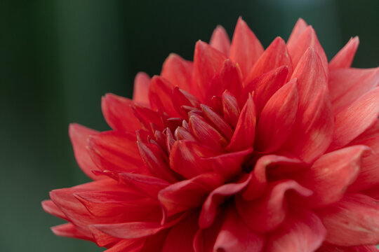 Close up of vibrant red dahlia flower blooming in autumn light for nature background and web banner template