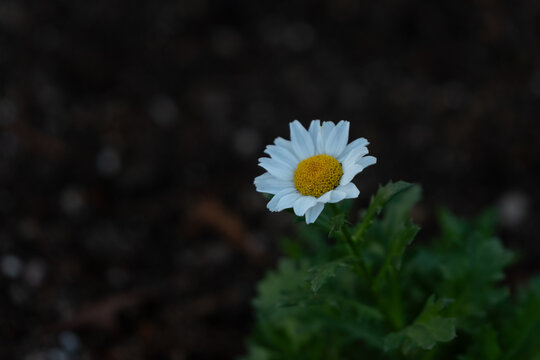 Close up of single white North Pole daisy blooming against dark background for nature wallpaper and web banner template