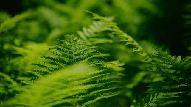 Close-up of vibrant green fern leaves in soft focus. Gentle light highlights delicate leaf veins and natural texture. Rich forest tones evoke calm and serenity. Ideal for nature, wellness