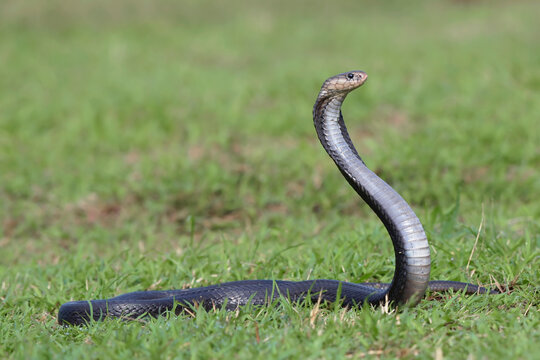 A cobra raises its head as a sign of preparing to attack