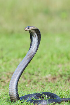 A cobra raises its head as a sign of preparing to attack