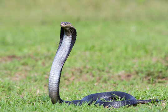 A cobra raises its head as a sign of preparing to attack