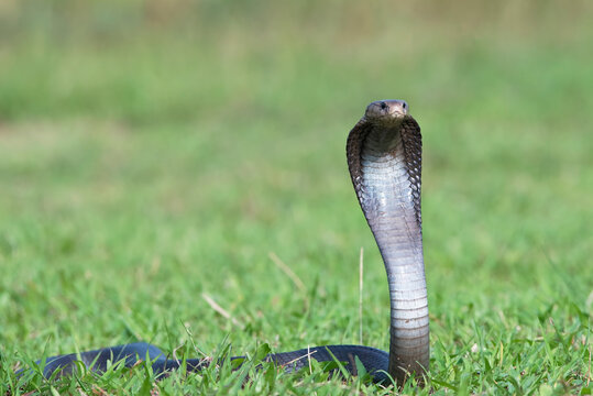 A cobra raises its head as a sign of preparing to attack