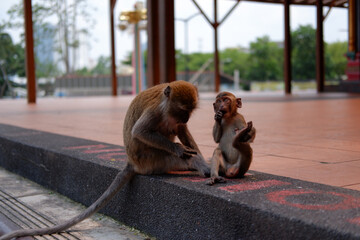 Long-tailed macaques eating and playing together in their natural wild habitat. © Miguel