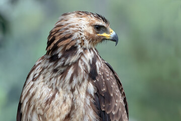 Fototapeta premium close up of a black kite eagle with blurred background