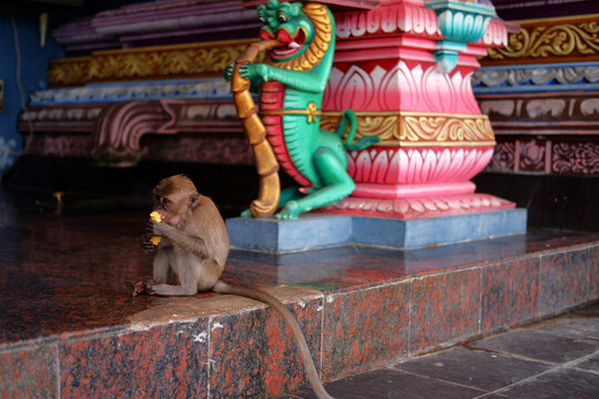 Long-tailed macaques eating and playing together in their natural wild habitat.