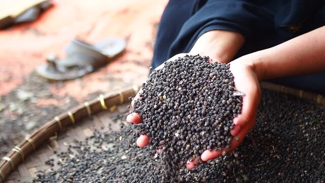 Close-up of hands holding and sifting black peppercorns on a traditional woven tray, showcasing manual processing of dried spices.