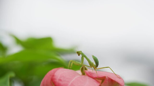grasshopper on pink flowers in the garden
