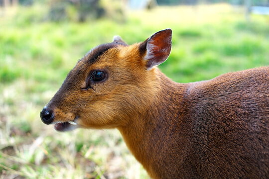 Cute Reeves's muntjac with small tusk in natural green park