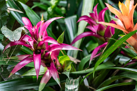 Tropical Palette
A splash of magenta and fiery orange bromeliads bringing tropical magic to the botanical paths of Ischia. 🌺🍊