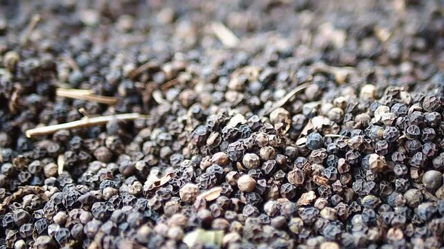 Close-up Panning Shot of Dried Black Peppercorns