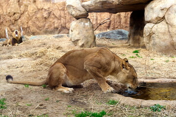Lioness drinking water in zoo enclosure with roaring lion © Takuya Sato
