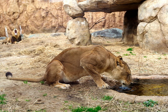 Lioness drinking water in zoo enclosure with roaring lion
