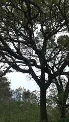 Fototapeta premium trees in the forest with the nacked traveller 