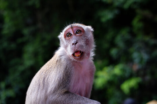Long-tailed macaques eating and playing together in their natural wild habitat.
