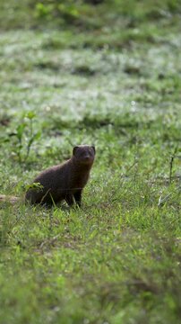 Indian gray mongoose alert then dashes across grassland