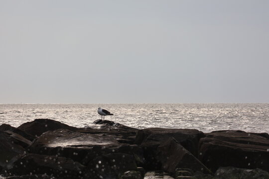A lone seagull roosting on a rocky jetty overlooking the Cape May Bay on a calm summer evening.