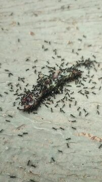 A colony of ants preying on a larger target an Asian house gecko (Hemidactylus frenatus).