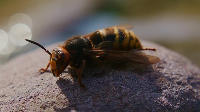 Close-up of a European hornet resting on a rough stone surface. Its orange-brown head and striped abdomen are clearly visible. The insect moves slightly, antennae twitching