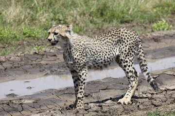 Cheetah Cub photographed in Serengeti, Tanzania © Ignacio