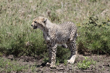 Cheetah Cub — Serengeti, Tanzania © Ignacio