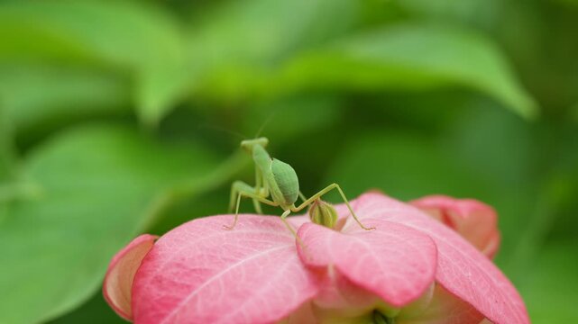 grasshopper on pink flowers in the garden
