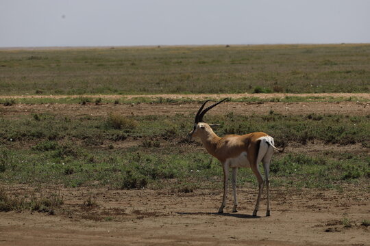 Thomson's Gazelle in the wild, Serengeti