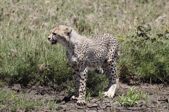 Cheetah Cub &mdash; Serengeti, Tanzania