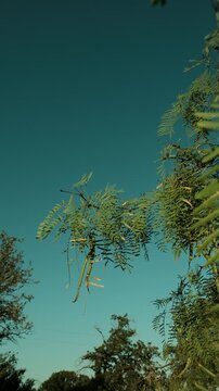 Vertical view of a mesquite tree with beans during summer in Texas nature