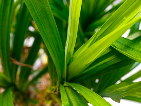 Blurry picture of Pandanus leaves (daun pandan) with green color and blurred.