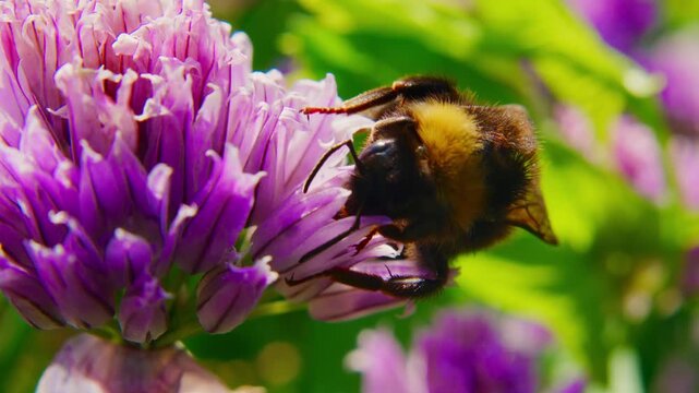 Bumblebee lands on vibrant purple chive flower. Sunlight glints off insect's fuzzy body. Green foliage softly blurred in background. Perfect for nature, gardening, or eco-friendly projects