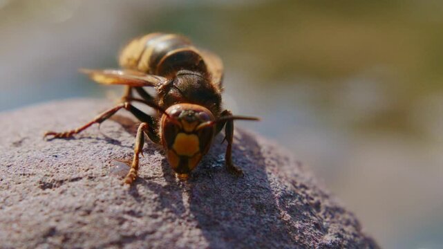 Close-up of a hornet on a rough stone surface. The insect's body is detailed, showing yellow and black stripes. Its antennae move slightly as it explores