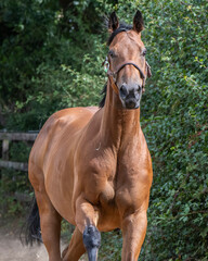 Fototapeta premium Racehorses turned out in a pack, galloping freely toward their daily turnout fun and freedom