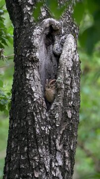 Indian Scops Owl roosting inside tree hollow, Bandipur
