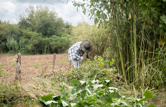 Hombre trabajando en el campo con machete cortando ca&ntilde;as