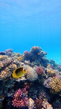 Tropical coral reef, vivid shallow blue ocean with sun and swimming fish (Diagonal butterflyfish - Chaetodon fasciatus). Yellow fish and underwater corals, aquatic wildlife. Scuba diving with the mari