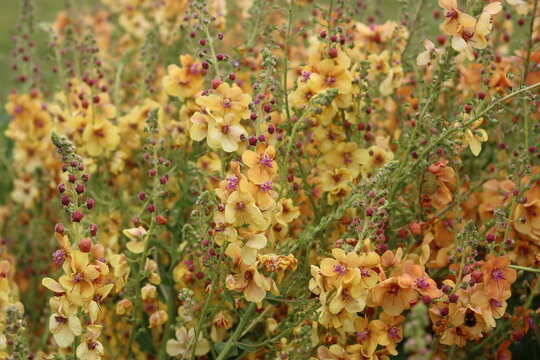 Orange verbascum 'Clementine' flowers in a garden