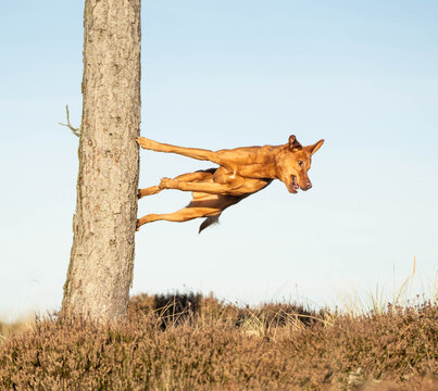 Powerful ginger mixed breed dog balancing elegantly on a tree trunk during a parkour maneuver, showcasing the agility, strength, and dynamic movement of a large dog.