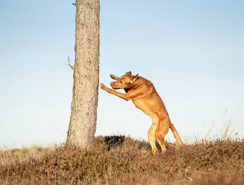 Ginger mixed breed dog making a steep, powerful leap onto a tree trunk during an outdoor parkour session, showcasing canine agility, athleticism, and explosive upward movement.