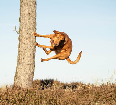 Ginger mixed breed dog gripping a tree trunk with its front paws, intensely focused as it prepares to leap down, showcasing canine agility, concentration, and dynamic parkour movement.